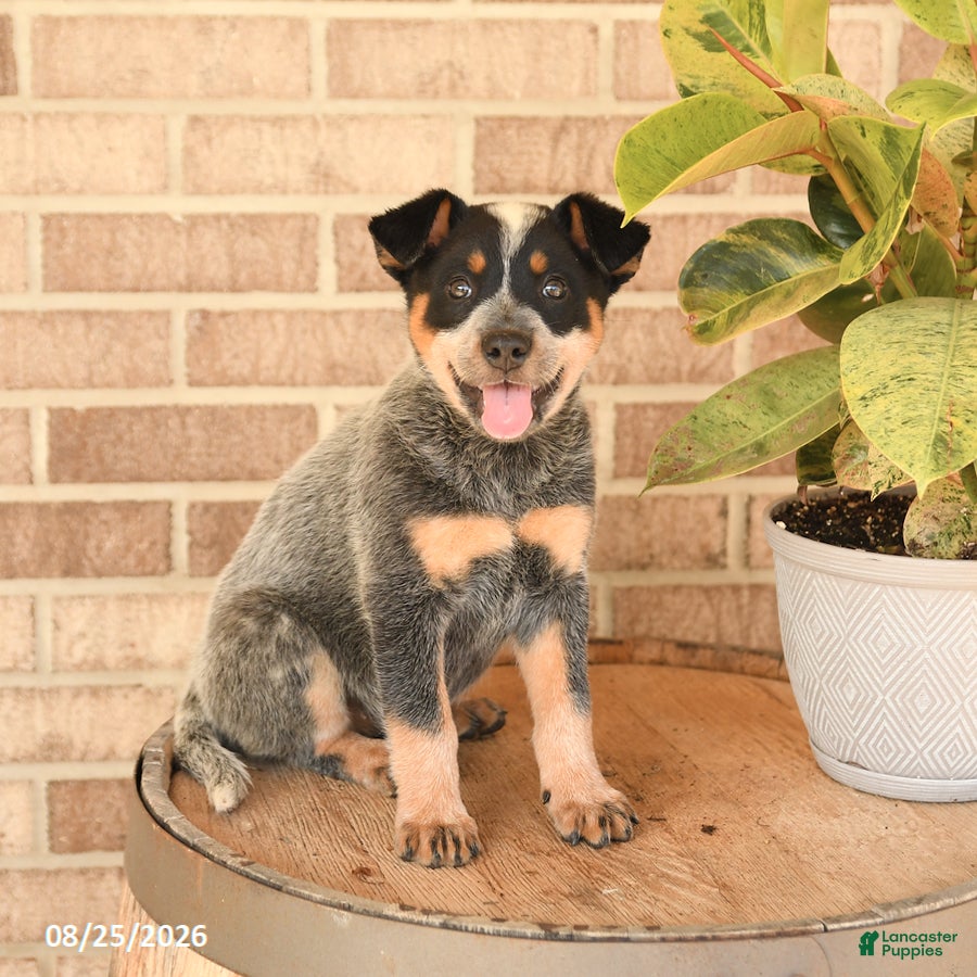 Australian Cattle Dog dogs Mya - Ad 2