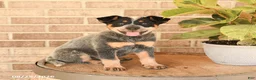 Australian Cattle Dog dogs for sale: Mya - Ad 2