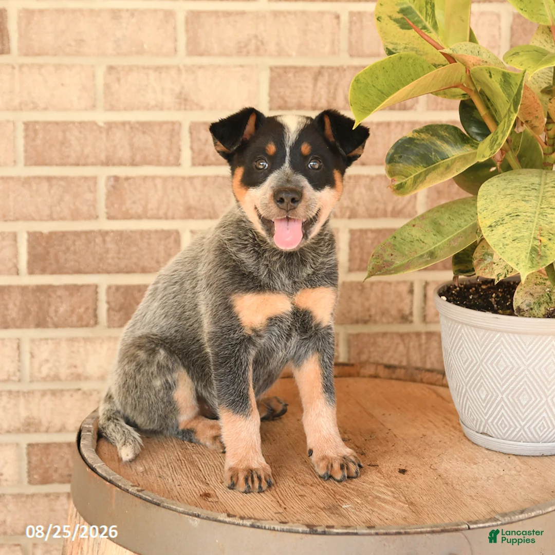 Australian Cattle Dog dogs for sale: Mya - Ad 2