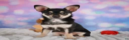 Chihuahua dogs for sale: Callie - Ad 12