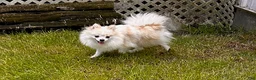 Pomeranian dogs for sale: Kai - Ad 4