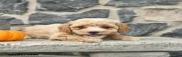 Maltipoo dogs for sale: Combos   - Ad 3