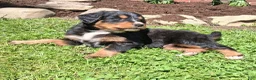 Bernese Mountain Dog dogs for sale: Bruno  - Ad 5