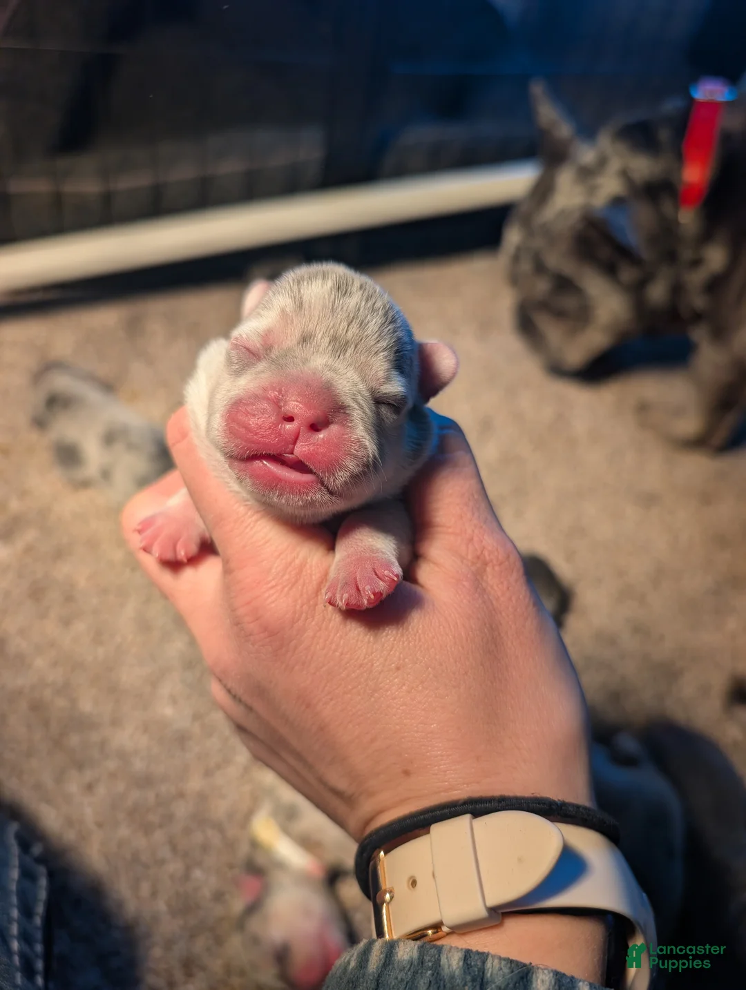 French Bulldog dogs for sale: Bagel - Blue Merle  - Ad 1