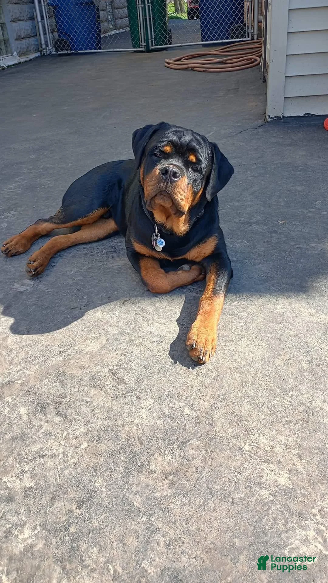 Rottweiler dogs for sale: Scarlett - Ad 35