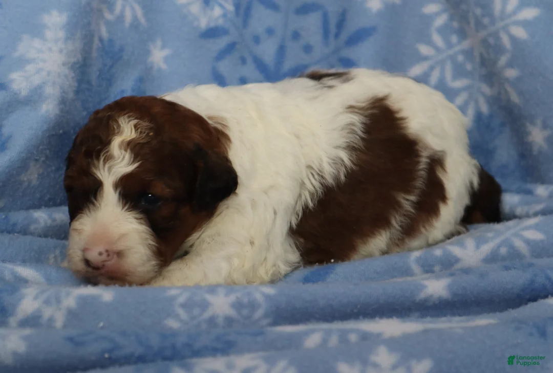 Mini Goldendoodle dogs for sale: Lance - Ad 3