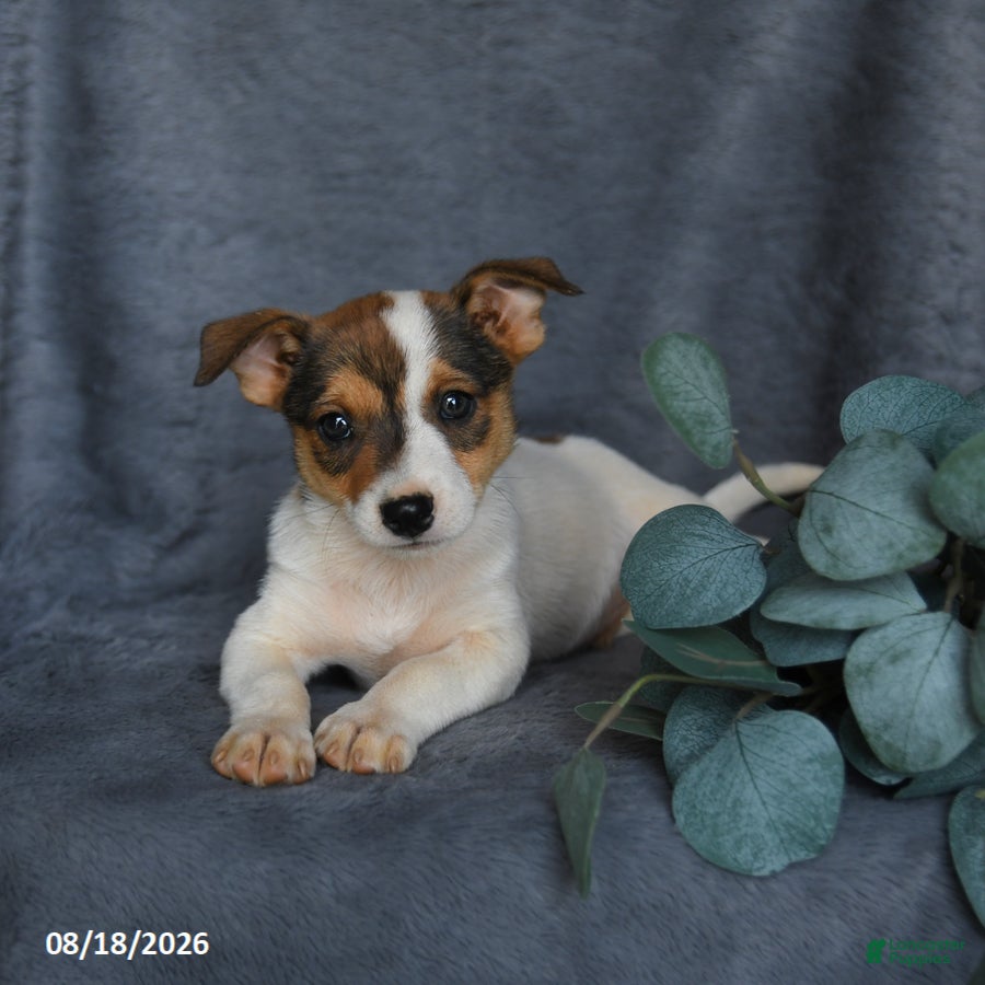 Mixed Breed dogs Rascal - Ad 2