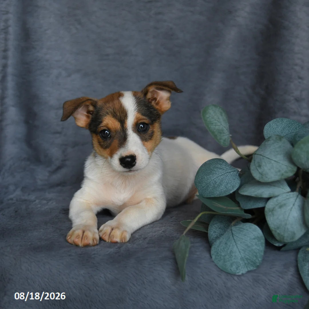 Mixed Breed dogs for sale: Rascal - Ad 2