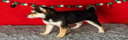 Shiba Inu dogs for sale: Lacy  - Ad 2