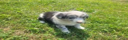 Mixed Breed dogs for sale: Kim  - Ad 4