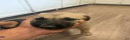 Mixed Breed dogs for sale: Mixed Breed 2 - Ad 2