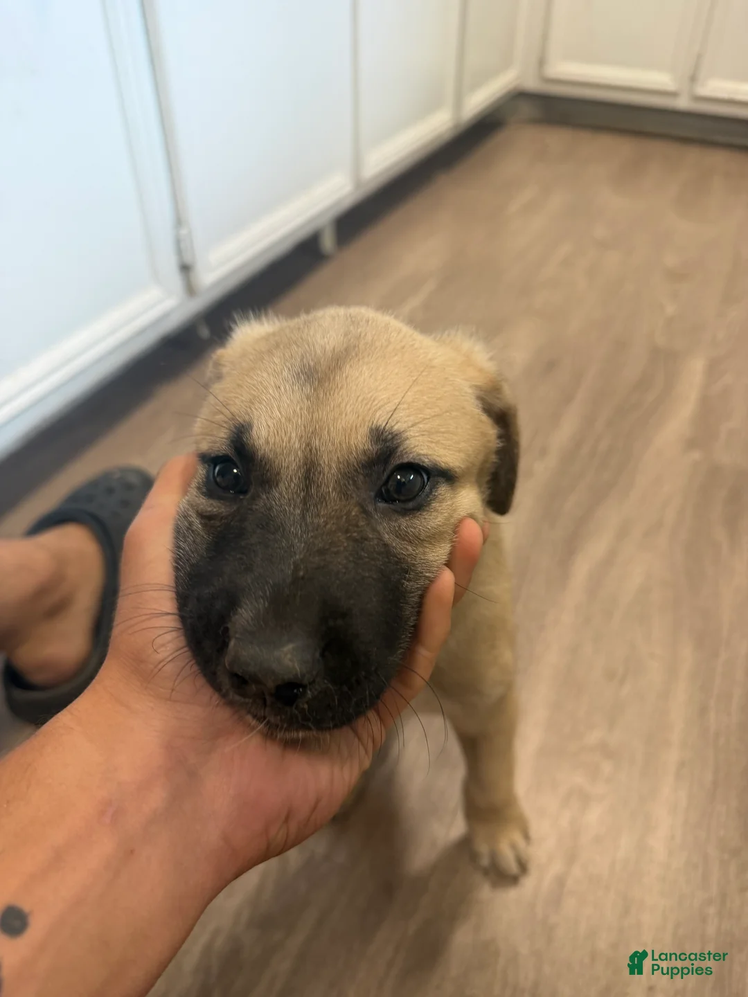 Mixed Breed dogs for sale: Mixed Breed 2 - Ad 2
