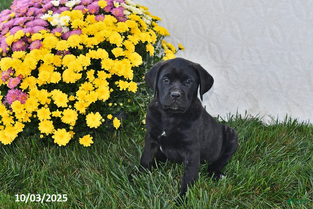Cane Corso dogs for sale: Brooklyn - Ad 1