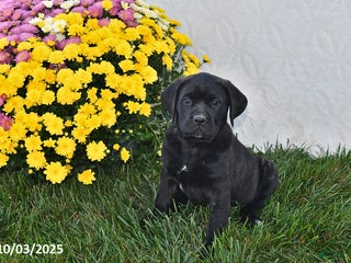 Cane Corso dogs Brooklyn - Ad 1
