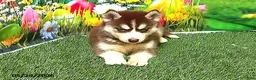 Siberian Husky dogs for sale: Sadie - Ad 3