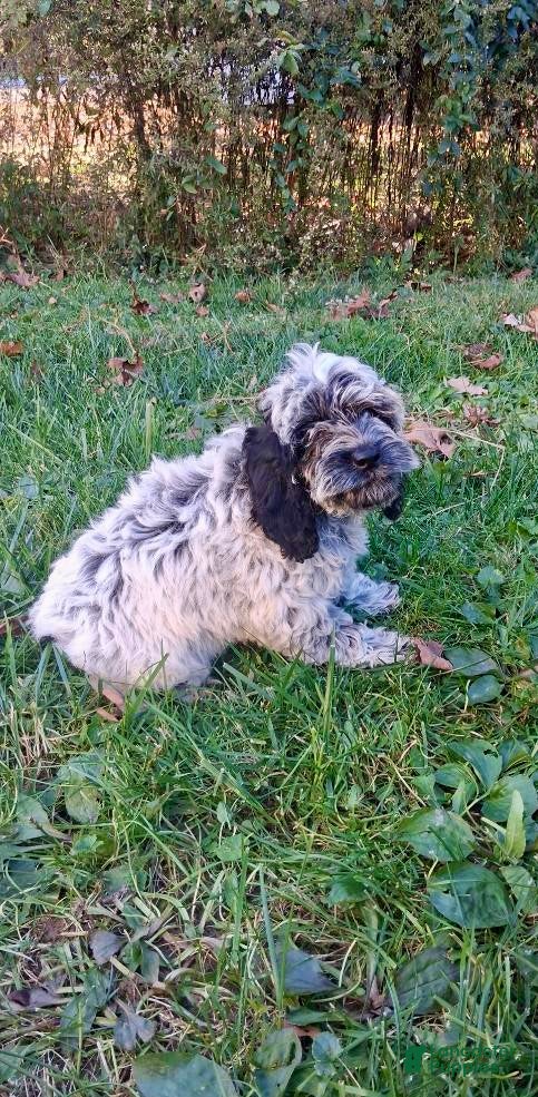 Cockapoo dogs for sale: Lucy - Ad 1