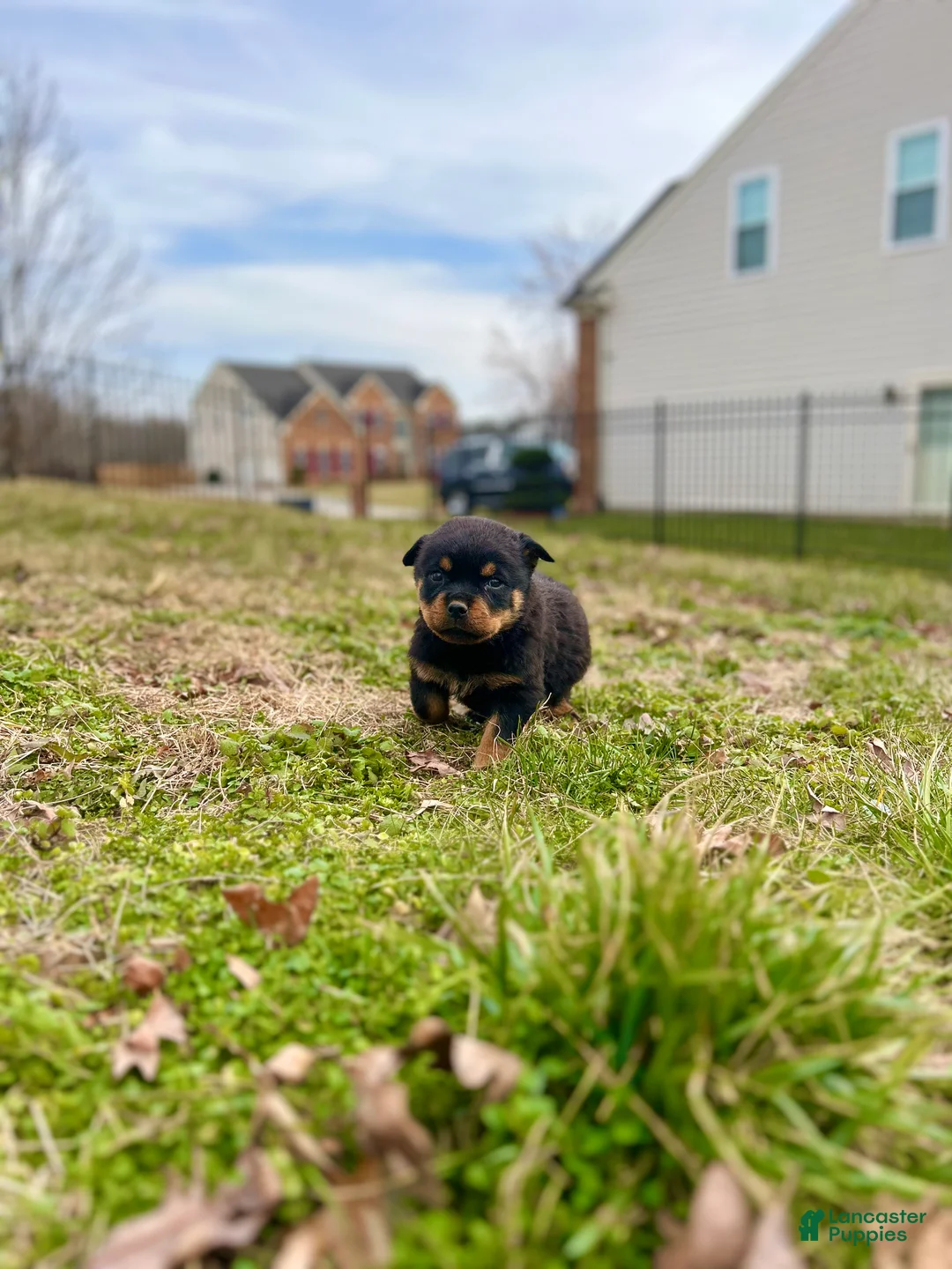 Rottweiler dogs for sale: Gloria - Ad 9