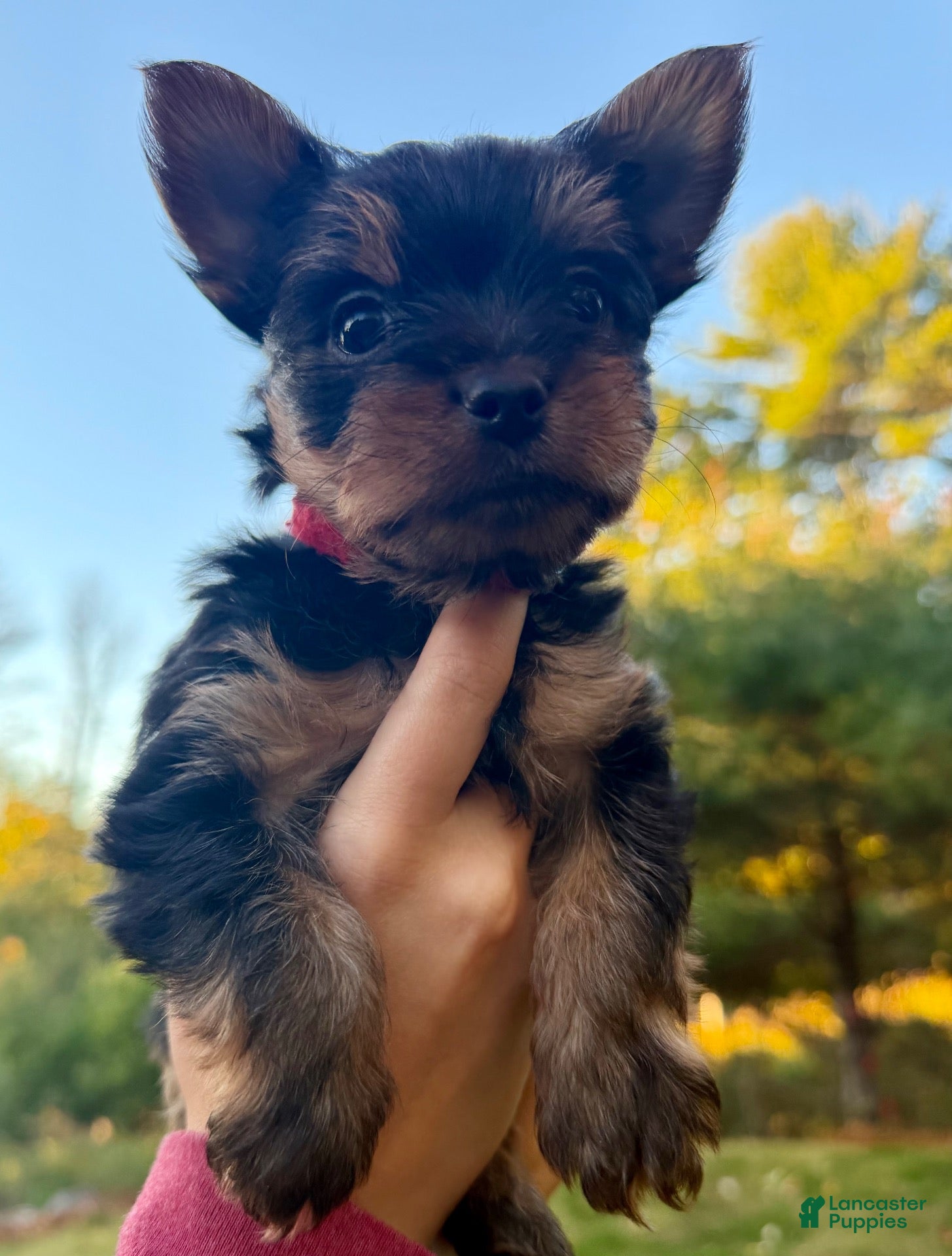 Yorkiepoo dogs for sale: Yorkiepoo 2. Red collar  - Ad 1