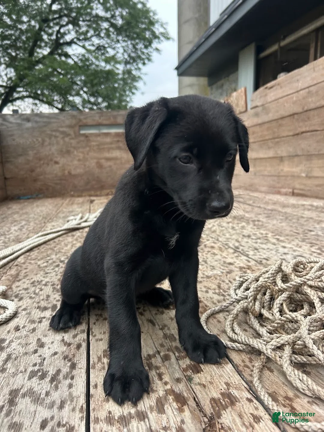 Sheprador dogs for sale: Shadow - Ad 2
