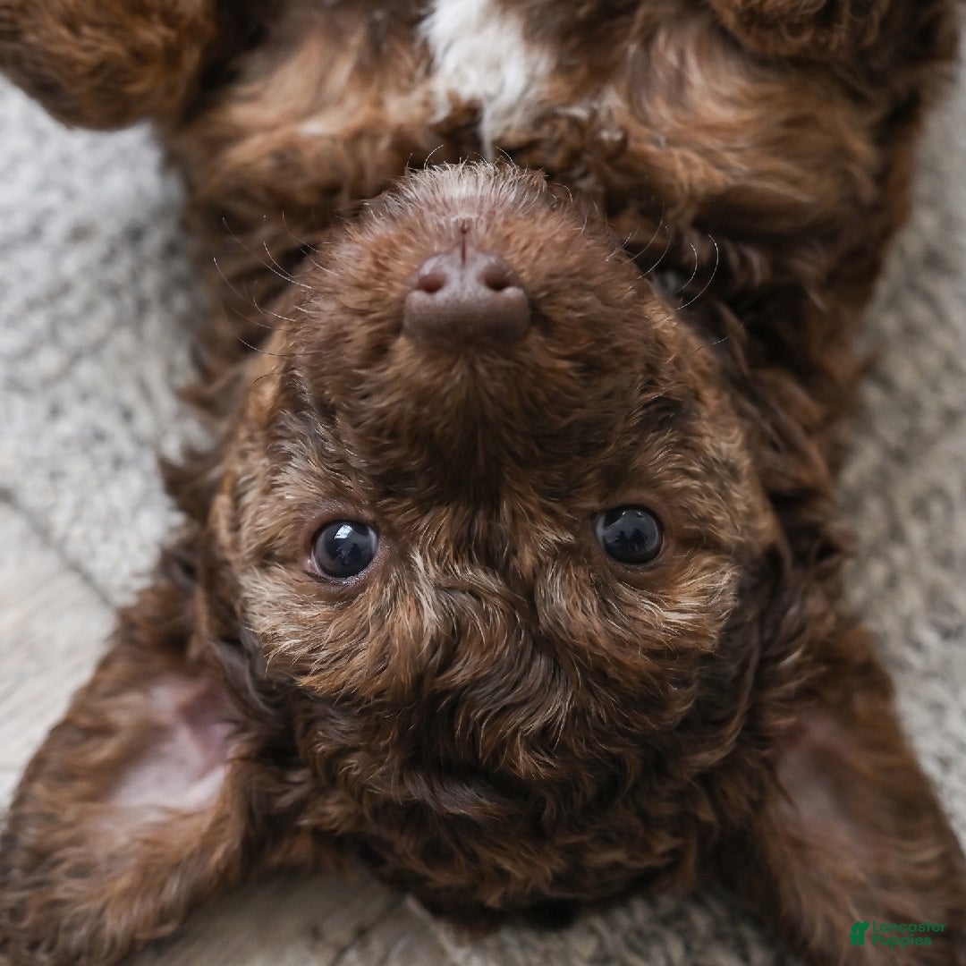 Cockapoo dogs Daisy - Ad 2