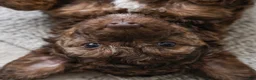 Cockapoo dogs for sale: Daisy - Ad 2