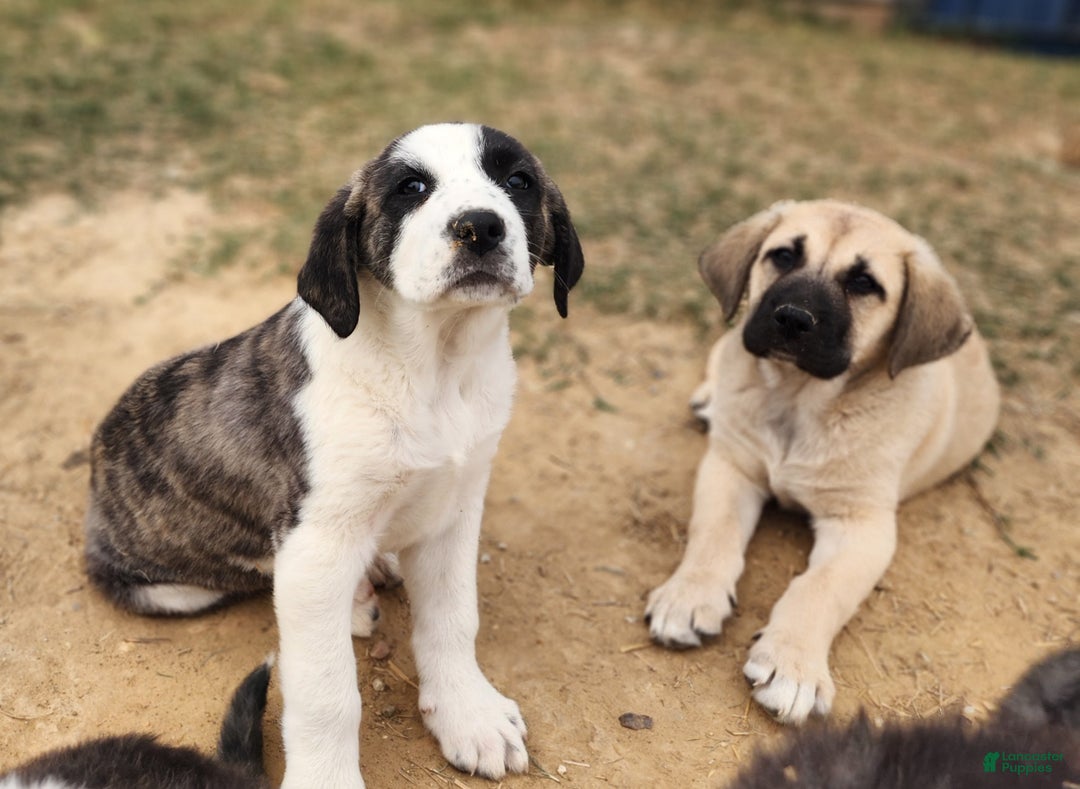 Anatolian Shepherd dogs for sale: AKC Blue M1 ASD puppy - Ad 13