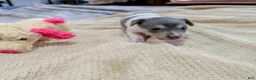 Rat Terrier dogs for sale: Freddy - Mini Rat - Ad 8