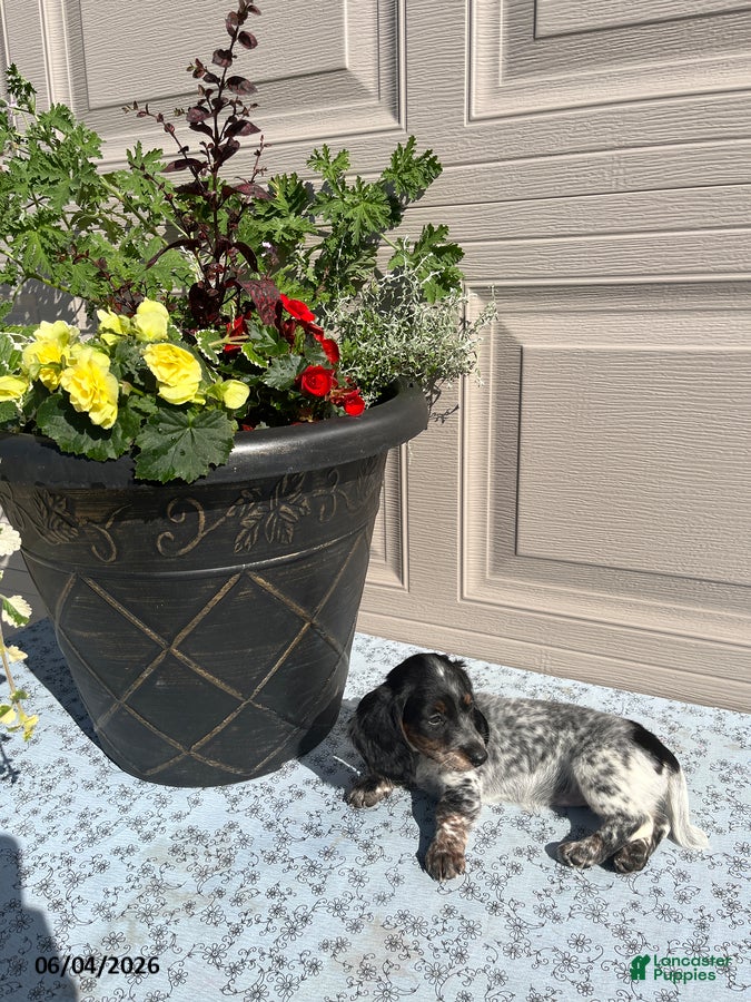 Miniature Dachshund dogs for sale: Sadie - Ad 3