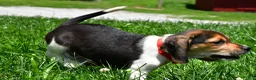 Beagle dogs for sale: Vance - Ad 10