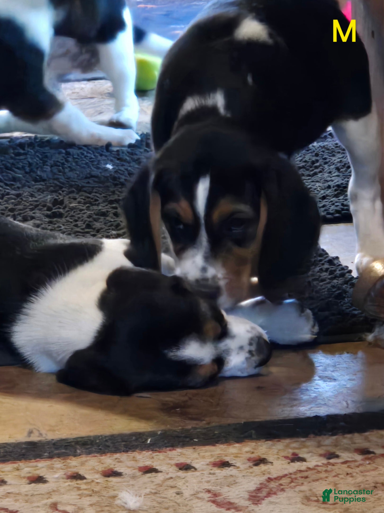Beagle dogs Lauren  - Ad 2