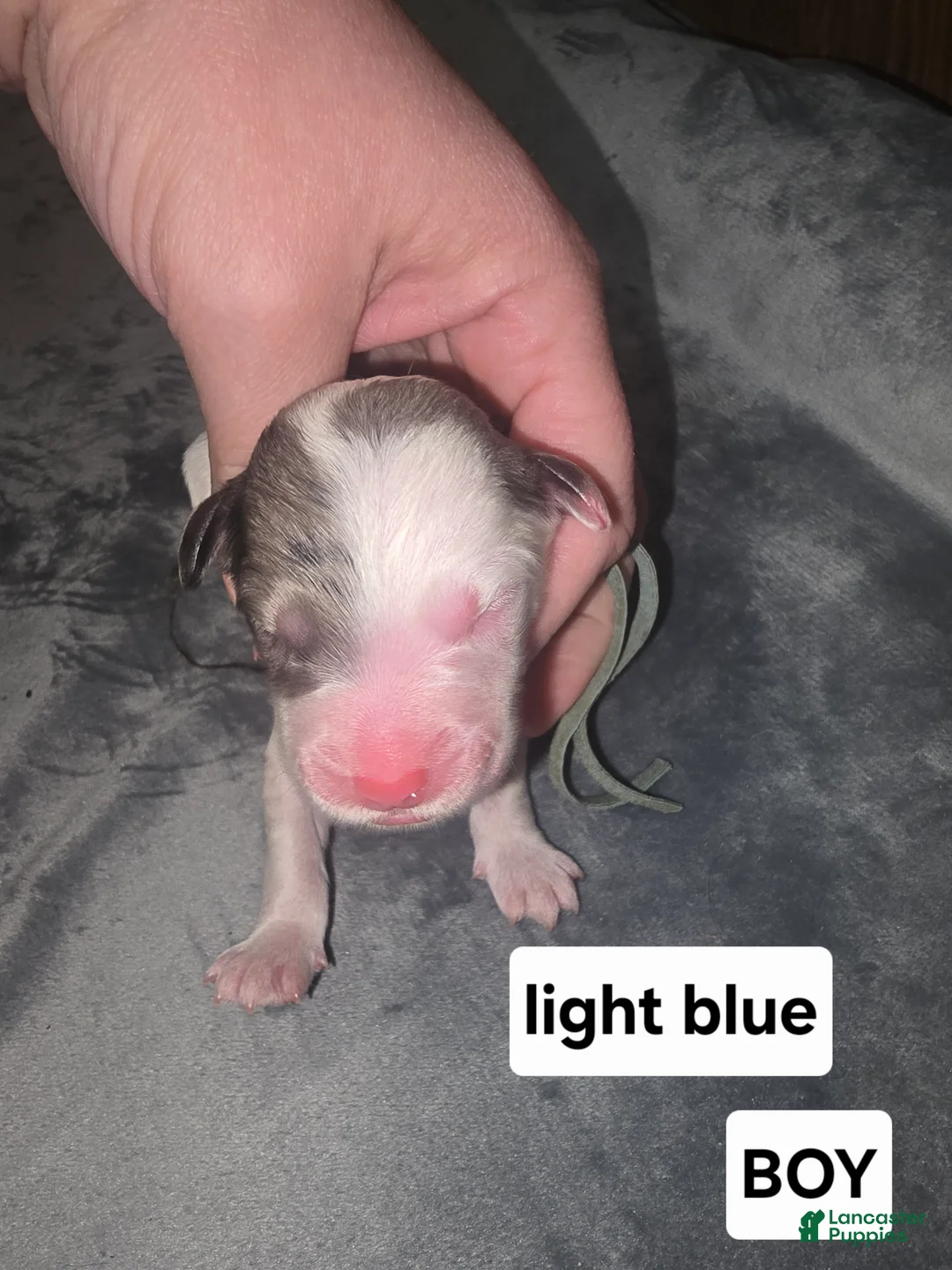 Sheepadoodle dogs for sale: Lotus- light blue collar - Ad 2