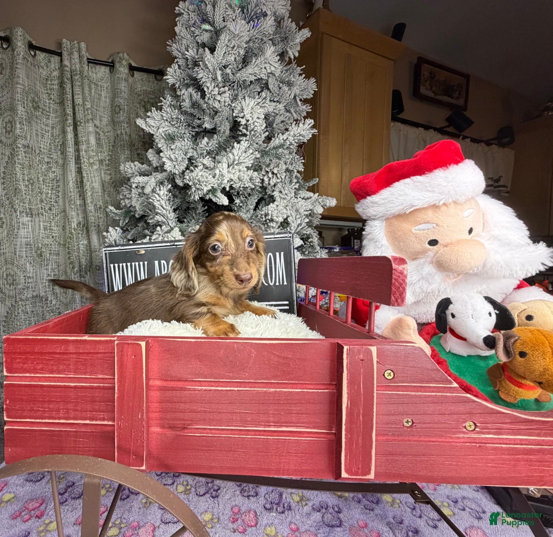 Miniature Dachshund dogs for sale: Pra clear AKC CH BRED RUSSIAN DAPPLE - Ad 11