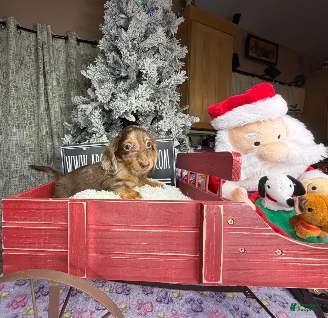 Miniature Dachshund dogs for sale: AKC Russian pra clear - Ad 44