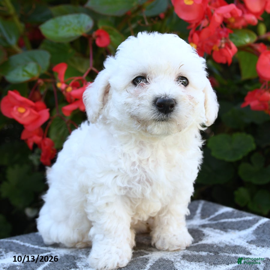 Bichon Frise dogs for sale: Octavia - Ad 2