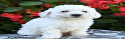 Bichon Frise dogs for sale: Octavia - Ad 2