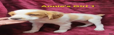 AKC/UKC French Brittany Annie's Girl 1