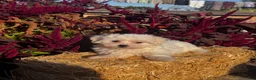 Coton De Tulear dogs for sale: Cinnamon  - Ad 5