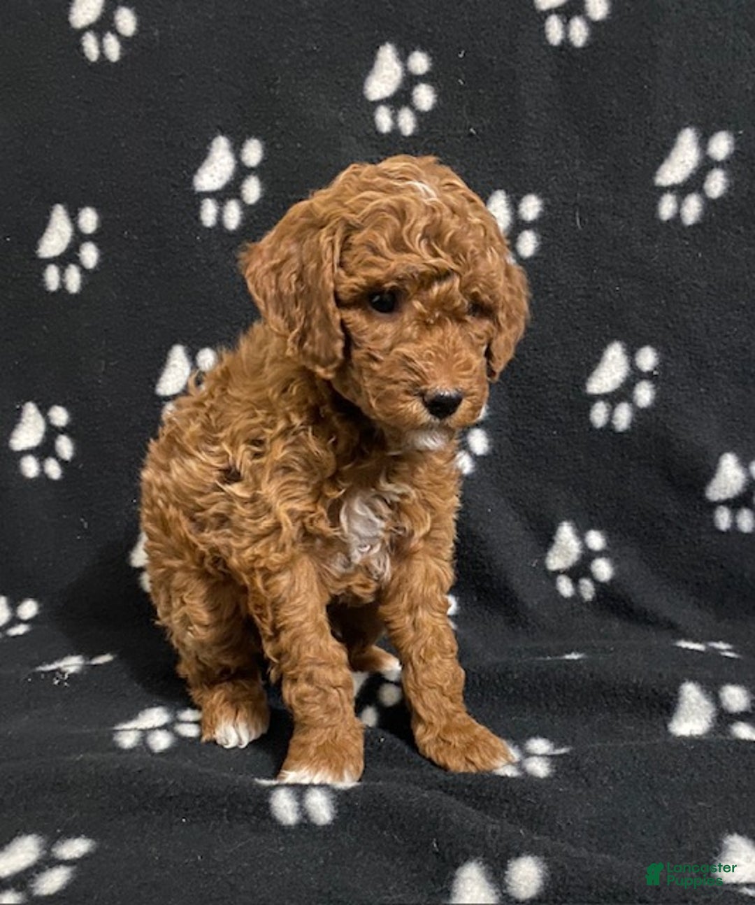 Miniature Poodle dogs for sale: Brody - Ad 2