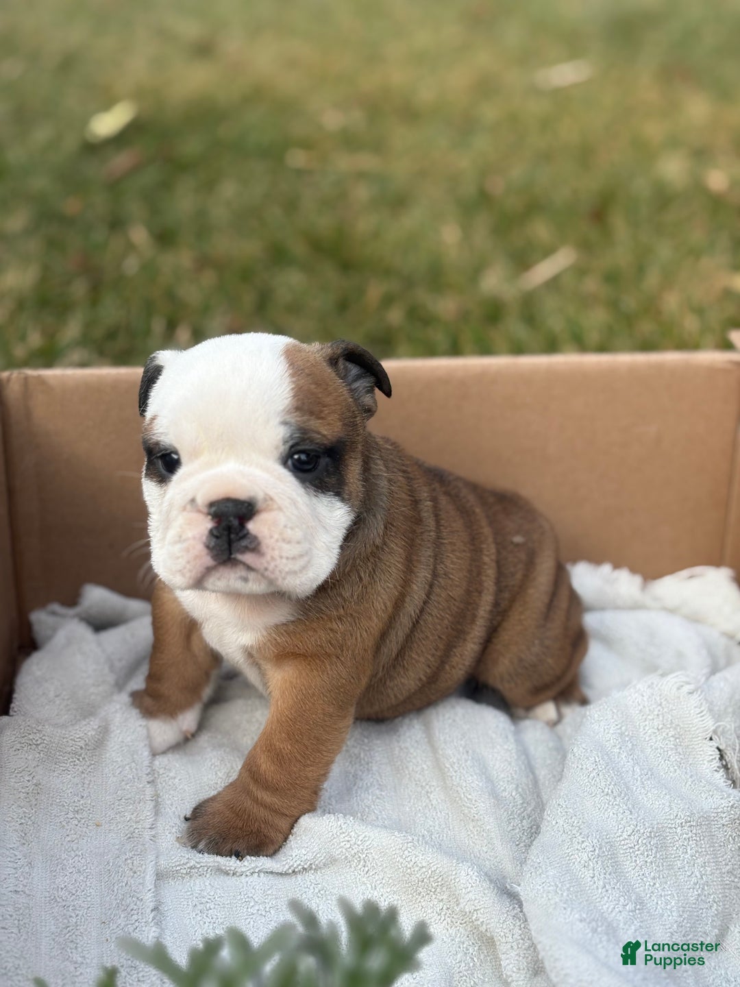 English Bulldog dogs for sale: Skye - Ad 2
