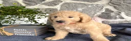 Goldendoodle dogs for sale: Nelson - Ad 5