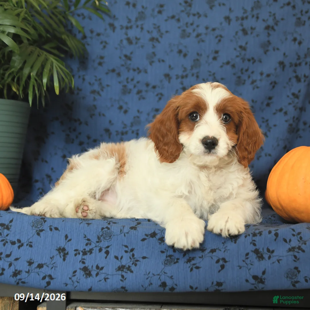 Cavapoo dogs for sale: Crissa - Ad 1
