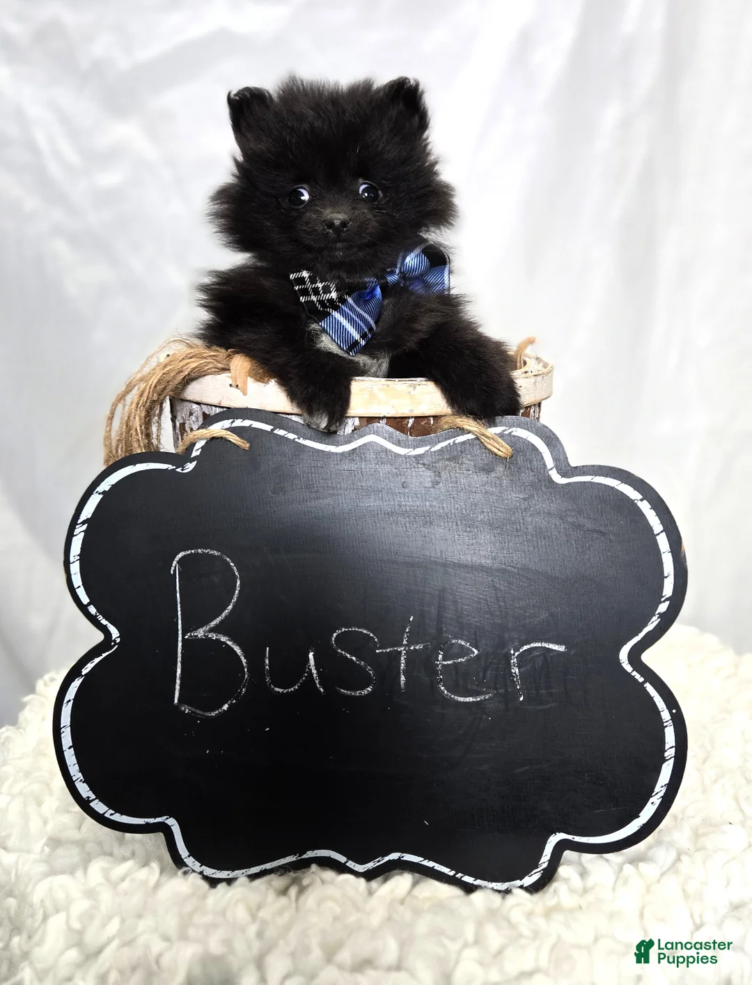 Pomeranian dogs for sale: Buster - Ad 2