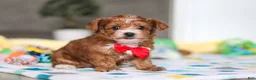 Yorkiepoo dogs for sale: Mason - Ad 4