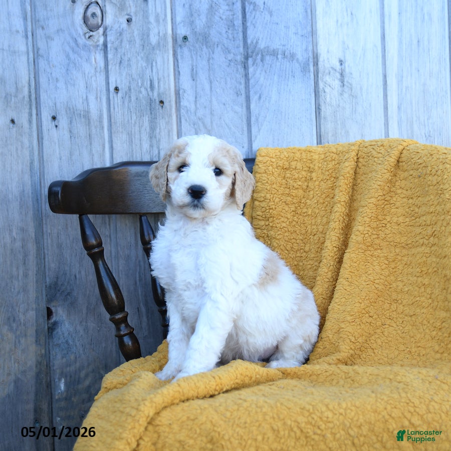Goldendoodle dogs for sale: Cheddar - Ad 1