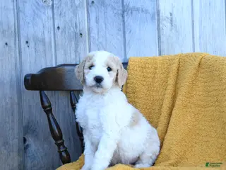 Goldendoodle dogs for sale: Cheddar - Ad 1