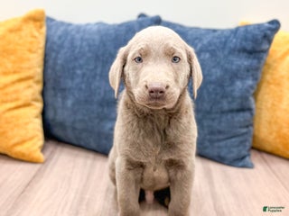 Labrador Retriever dogs - Ad 26