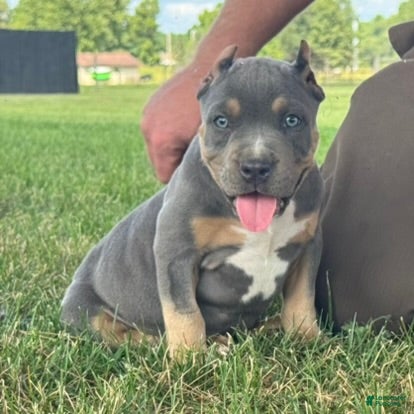 American Bully dogs Hurley - Ad 2
