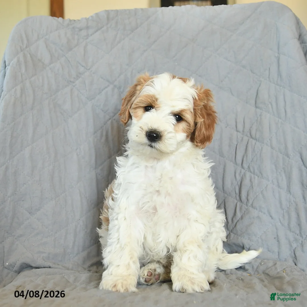 Mini Goldendoodle dogs for sale: Katniss  - Ad 1