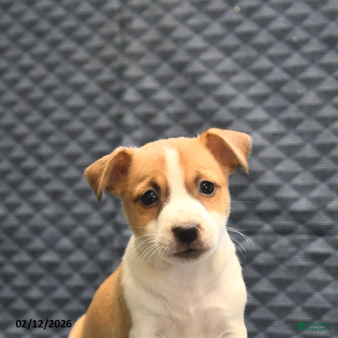 Jack Russell Terrier dogs for sale: Norman - Ad 4