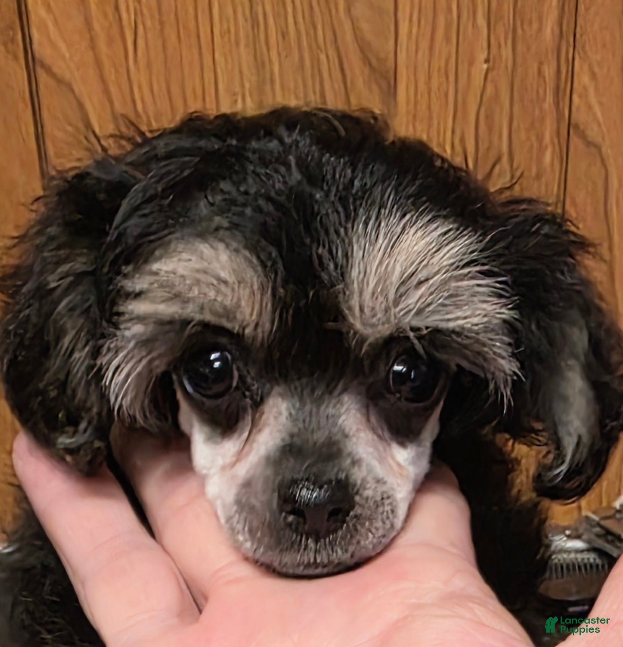 Toy Poodle dogs Tiny Mazie - Ad 3